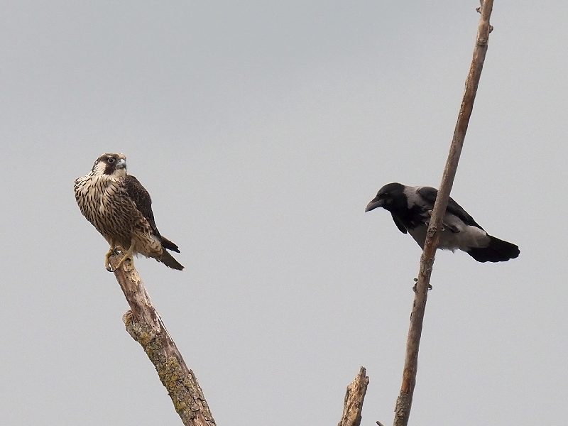 Il Falcone e la cornacchia